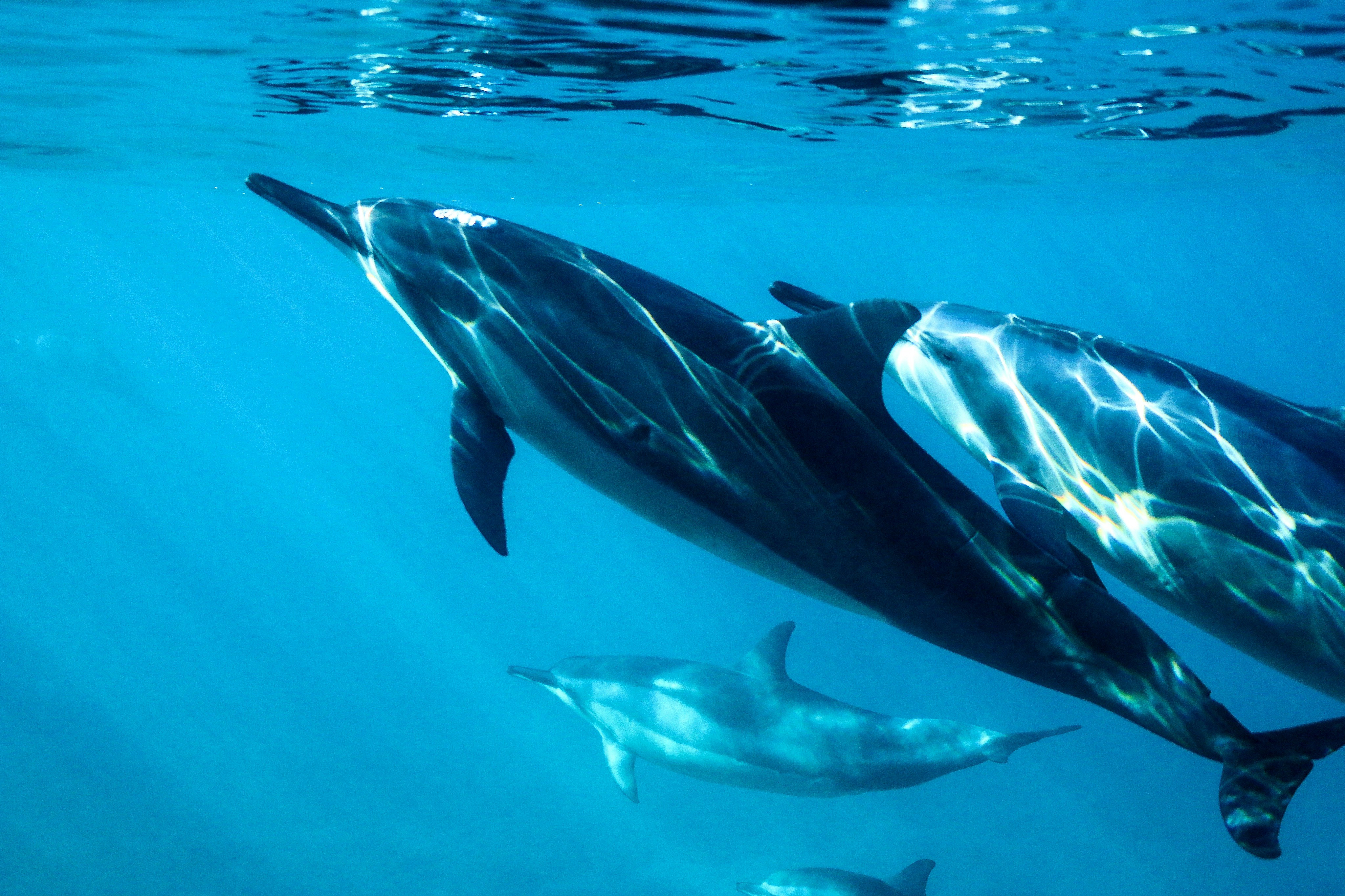 Dauphins de Sataya